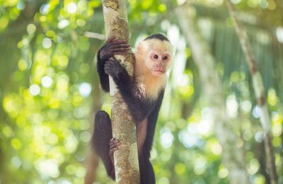 Costa Rica Family Experience - 9 Days