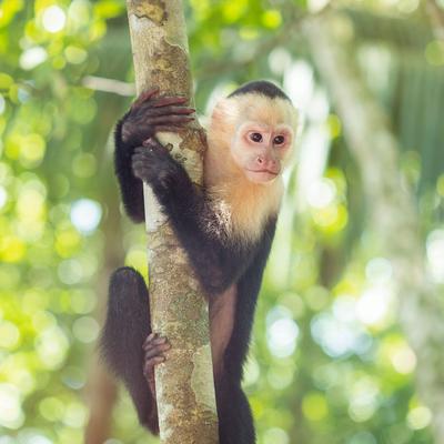Costa Rica Family Experience - 9 Days