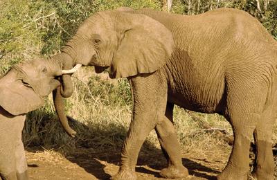 Journeys: Kenya Safari Experience - 8 Days