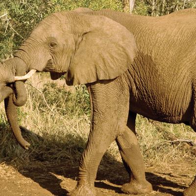 Journeys: Kenya Safari Experience - 8 Days