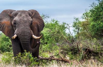 Journeys: Discover Kruger & Namibia - 16 Days