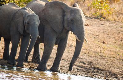 Journeys: Cape Town, Kruger & Namibia - 19 Days