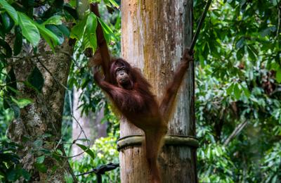 Journeys: Best of Borneo - 12 Days