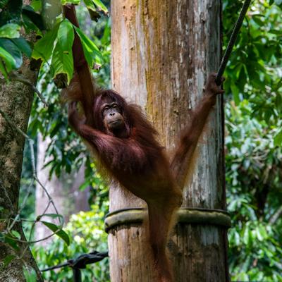 Journeys: Best of Borneo - 12 Days