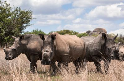 Journeys: The Great Southern Africa Safari - 21 Days