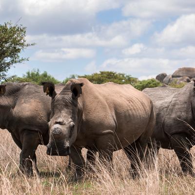 Journeys: The Great Southern Africa Safari - 21 Days