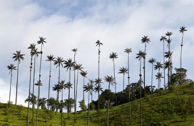 Journeys: Explore Colombia - 9 Days