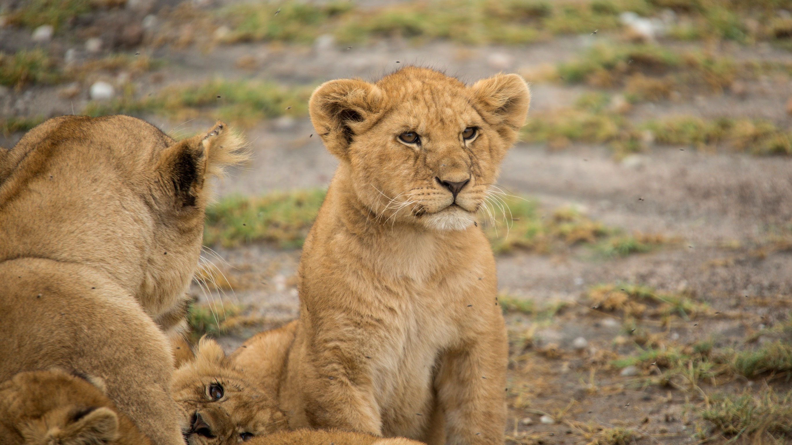 Tanzania Family Journey: A Serengeti Safari - 8 Days