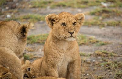Tanzania Family Journey: A Serengeti Safari - 8 Days