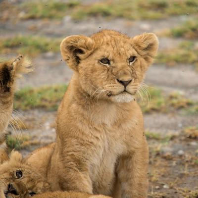 Tanzania Family Journey: A Serengeti Safari - 8 Days