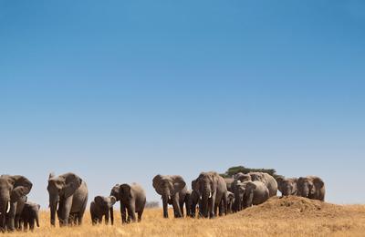 Journeys: Kenya & Tanzania Safari - 14 Days