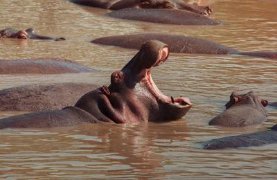 Kenya: Cultural Connections, Mt Kenya & Maasai Mara - 10 Days