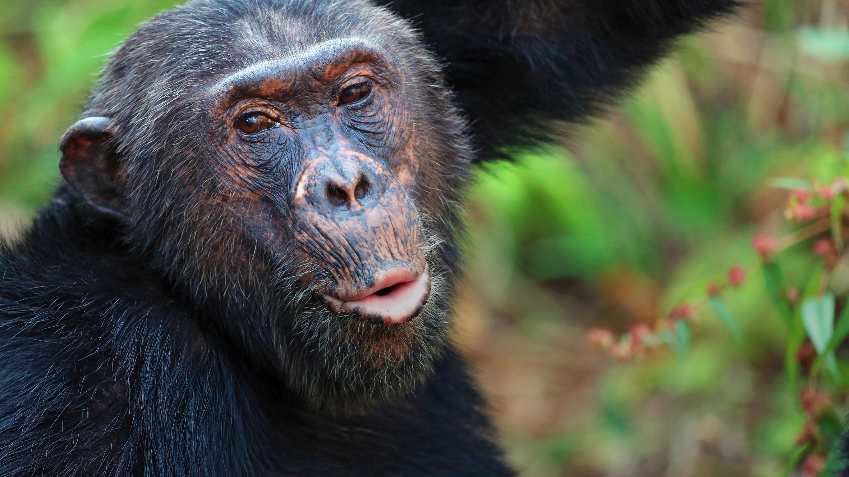 Tanzania: Chimp Trekking & Serengeti Safari - 10 Days