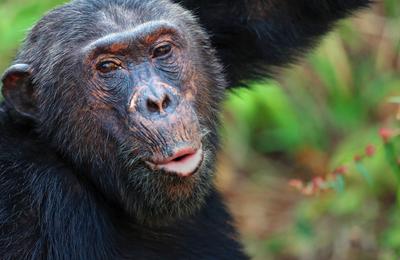 Tanzania: Chimp Trekking & Serengeti Safari - 10 Days