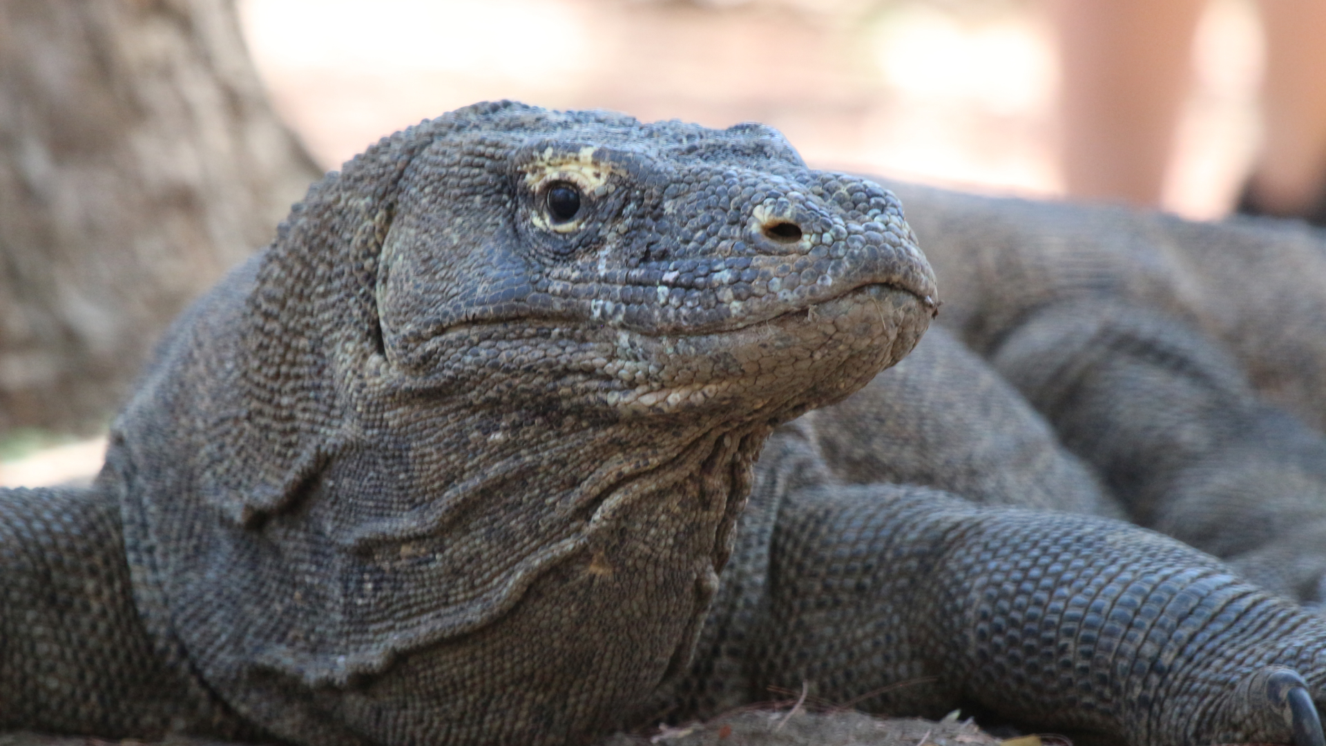 Bali and Komodo: Dragons, Rice Terraces & Cultural Ceremonies - 12 Days