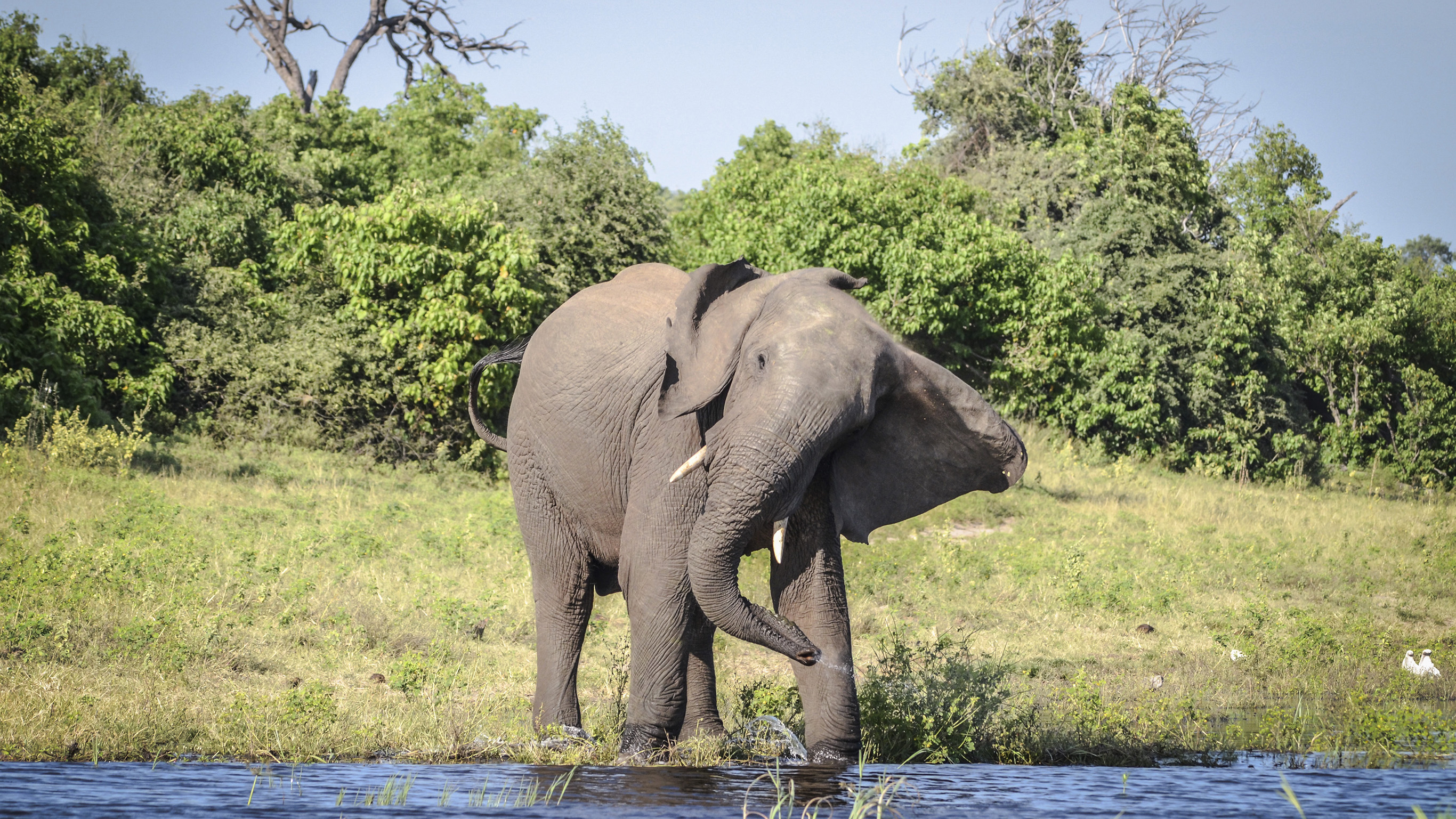 Zimbabwe and Botswana: Chobe, Hwange & the Wildlife of Victoria Falls - 8 Days