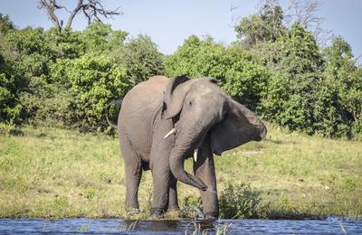 Zimbabwe and Botswana: Chobe, Hwange & the Wildlife of Victoria Falls - 8 Days