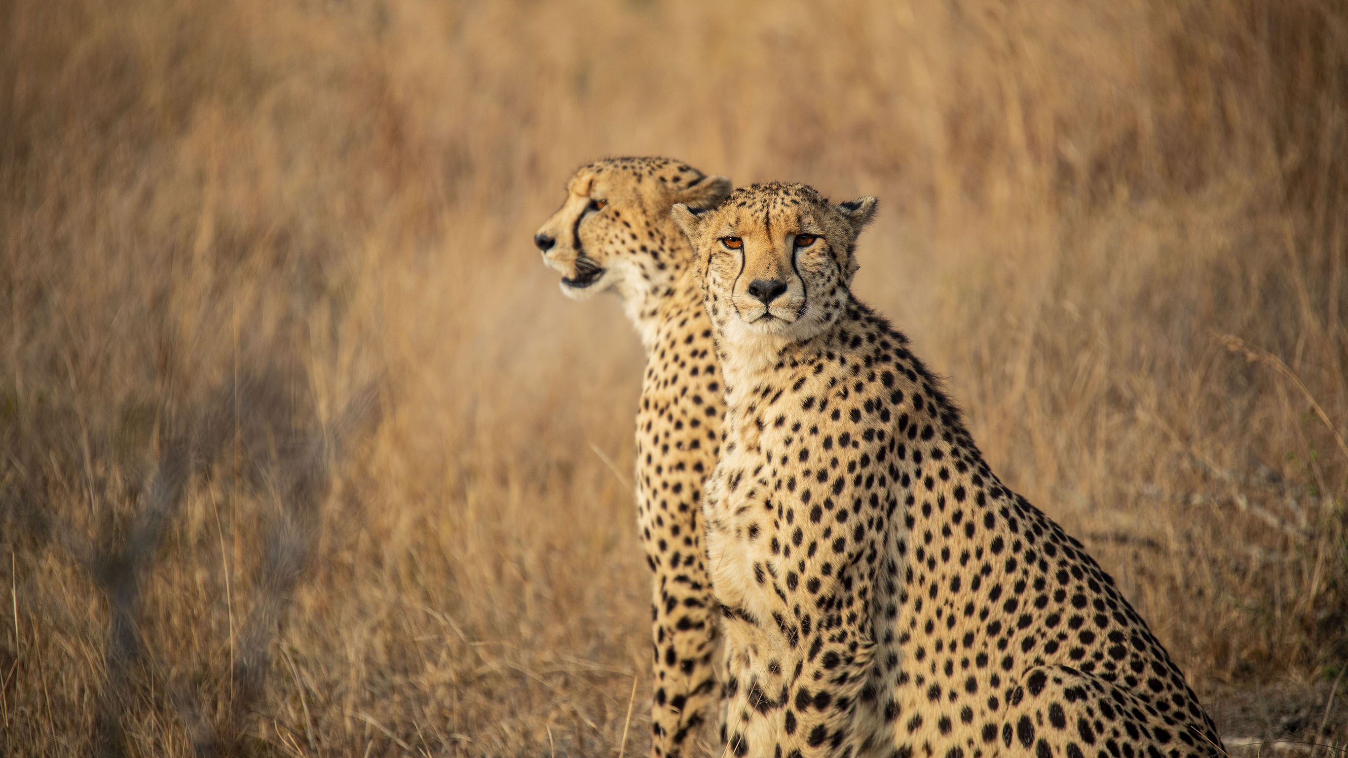 South Africa: Kruger, Cape Town & Stellenbosch Vineyards - 10 Days