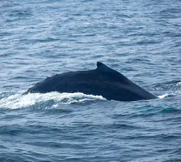 Image 12