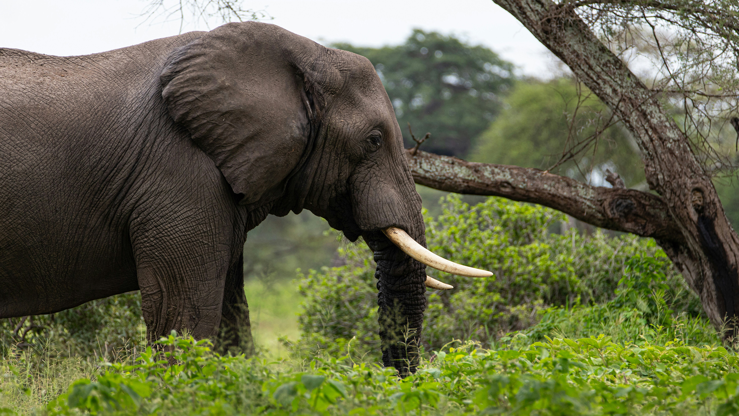 Signature: Southern Africa’s Highlights, Cape Town to the Okavango Delta - 21 Days