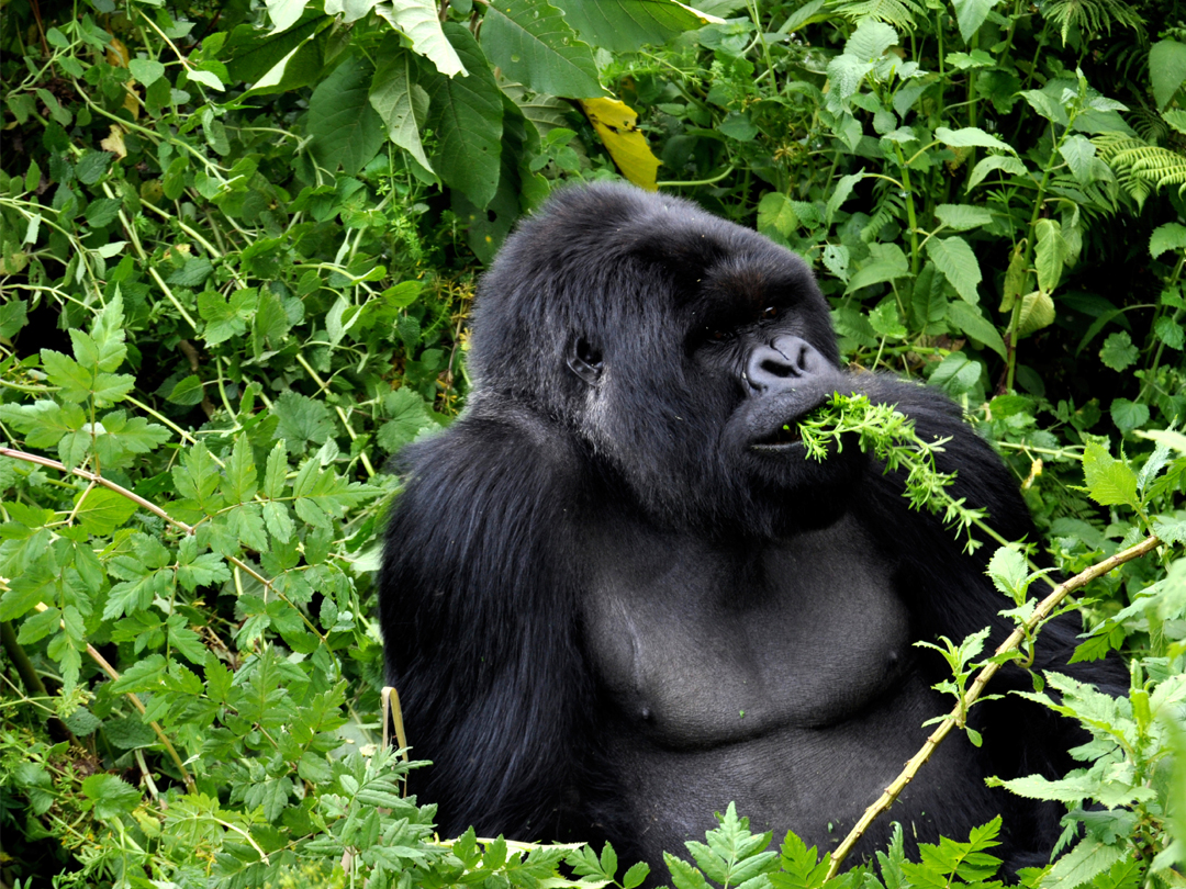 Signature: Rwanda's Primate Kingdoms - 8 Days