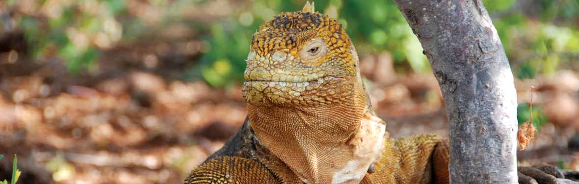 Galapagos Family Holiday - 8 Days