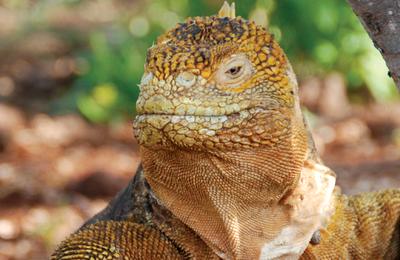 Galapagos Family Holiday - 8 Days