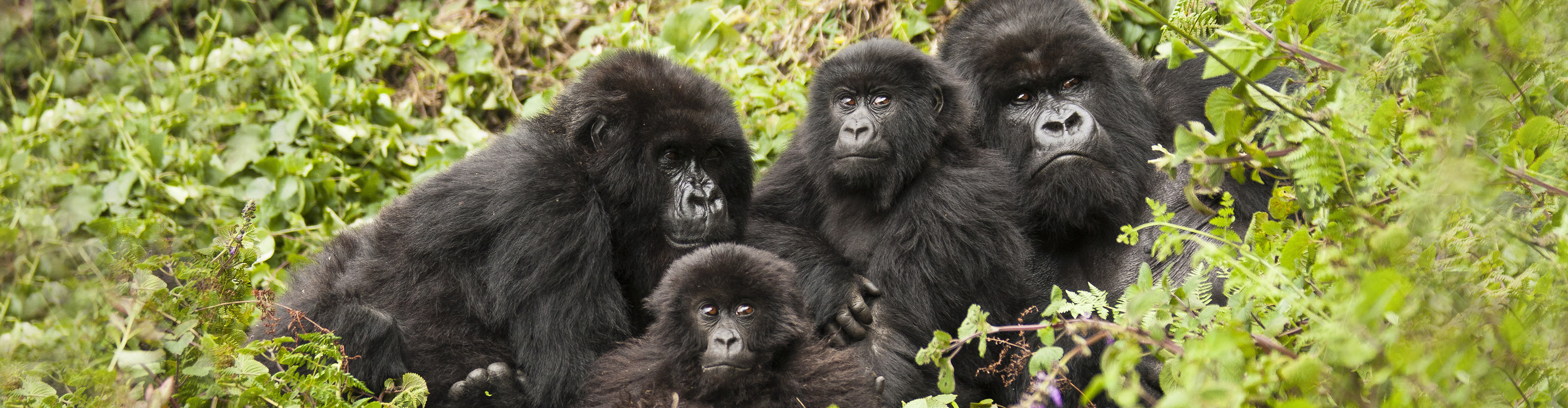 Premium Rwanda & Gorillas of Uganda - 6 Days