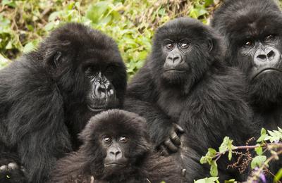 Premium Rwanda & Gorillas of Uganda - 6 Days
