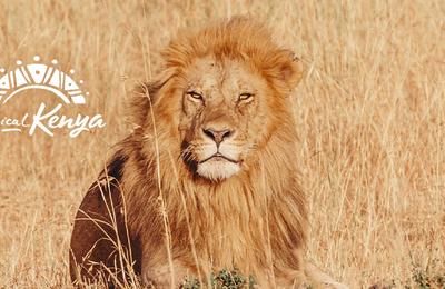 Premium Kenya - 7 Days
