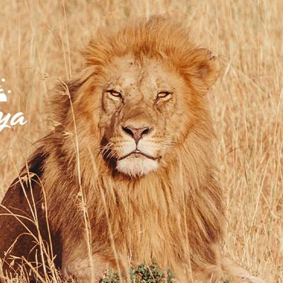 Premium Kenya - 7 Days