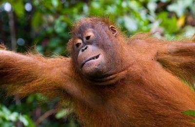 Borneo Family Holiday - 9 Days