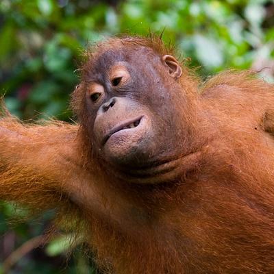 Borneo Family Holiday - 9 Days