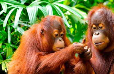 Borneo Family Holiday Comfort - 9 Days