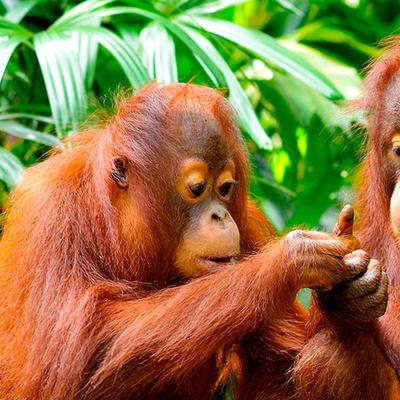 Borneo Family Holiday Comfort - 9 Days