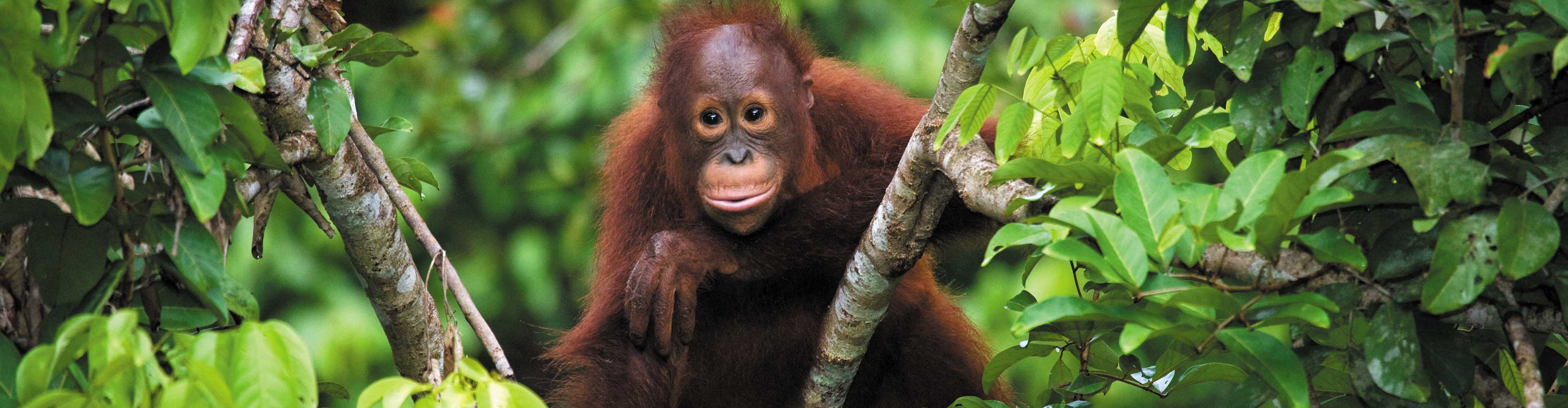 Premium Borneo in Depth - 12 Days