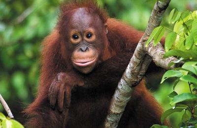 Premium Borneo in Depth - 12 Days