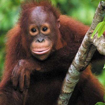 Premium Borneo in Depth - 12 Days