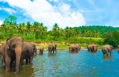Sri Lanka Family Holiday  - 12 Days