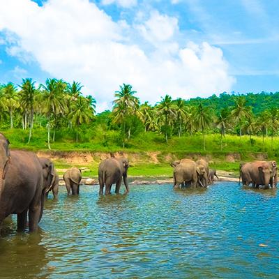 Sri Lanka Family Holiday  - 12 Days