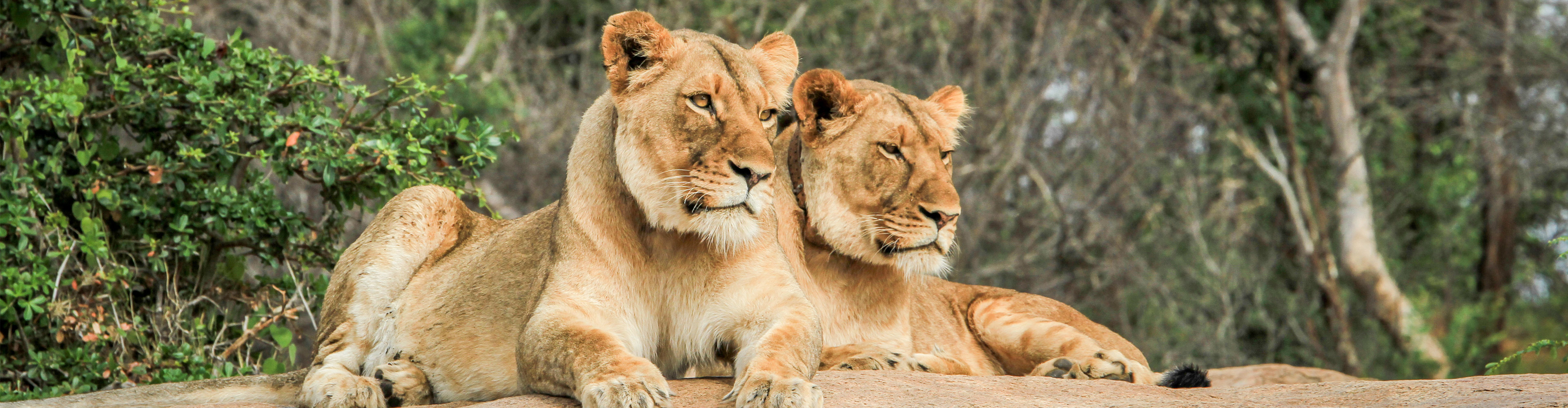 Premium Botswana - 7 Days