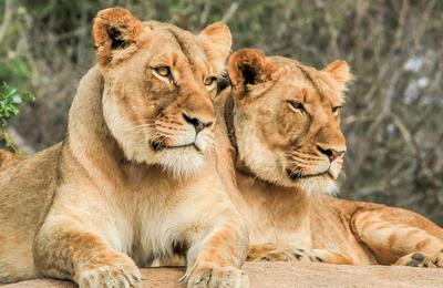 Premium Southern Africa - 8 Days