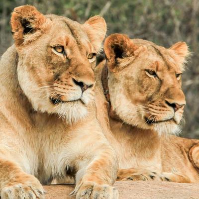 Premium Southern Africa - 8 Days