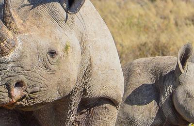 Botswana Family Safari with Teenagers - 10 Days