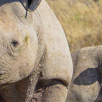 Botswana Family Safari with Teenagers - 10 Days