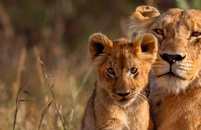 East Africa Family Safari Comfort			 - 10 Days