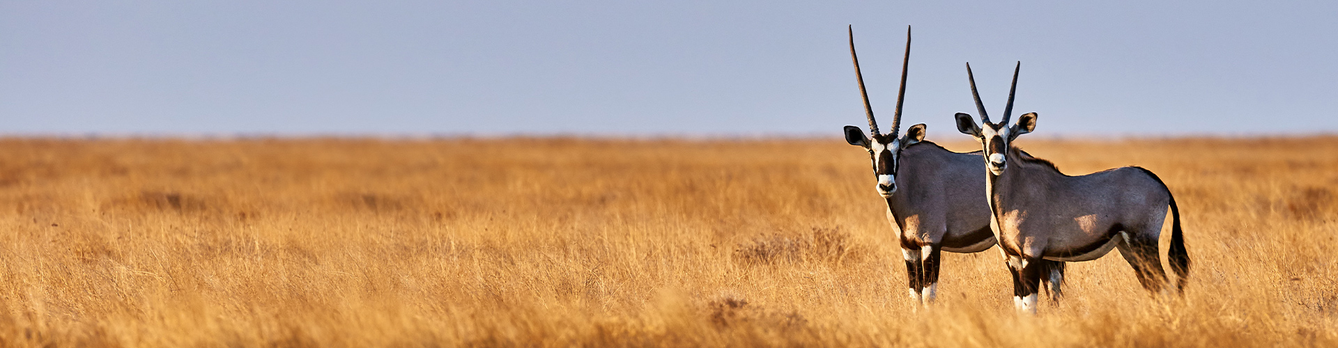 Premium Botswana & Namibia - 17 Days