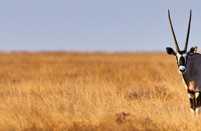 Premium Botswana & Namibia - 17 Days