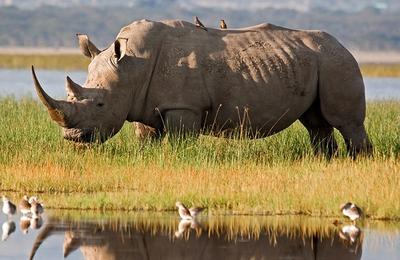 Premium Kenya & Tanzania - 15 Days