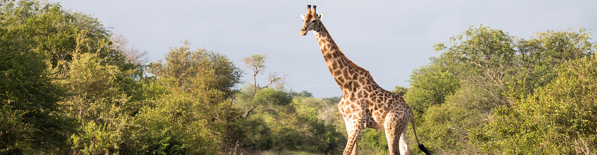 Premium Kenya & Southern Africa Highlights - 15 Days
